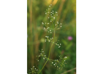 Kleines Wiesen-Labkraut (Galium mollugo) - © Emanuel Trummer